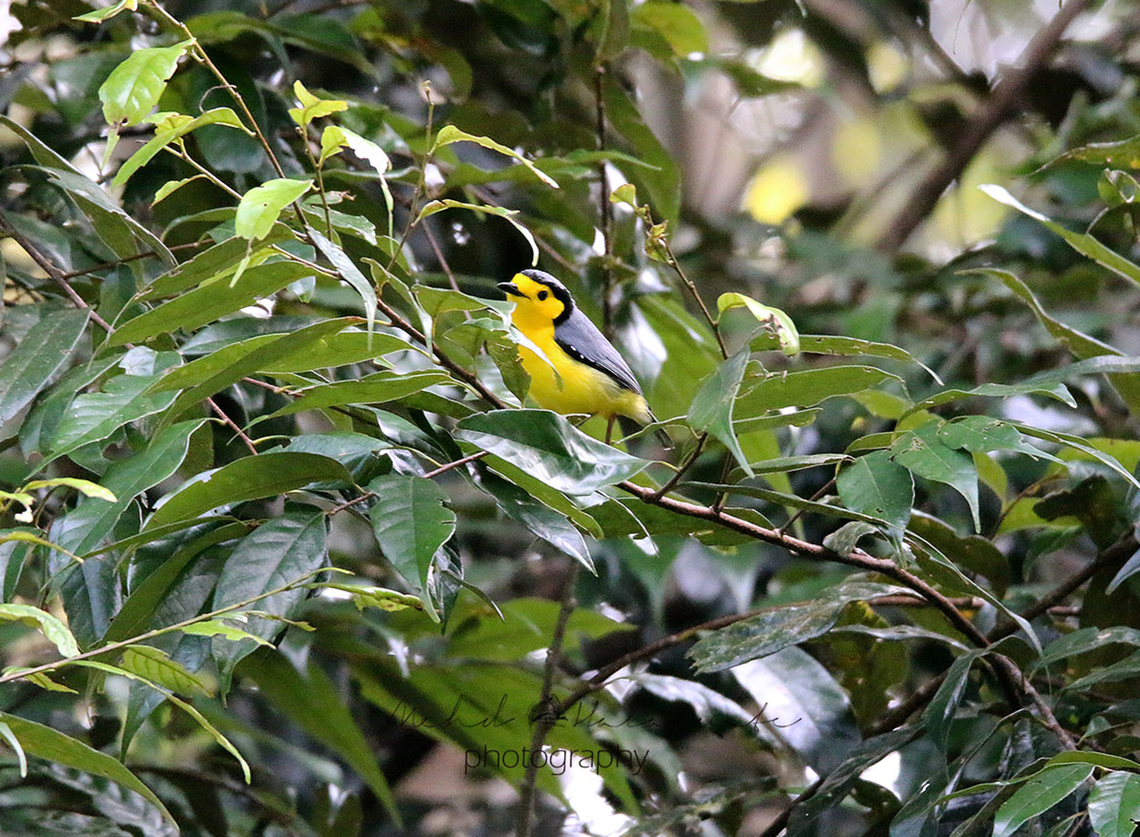 Goldenface (Pachycare flavogriseum)  Arfak,Birdingindonesia,Geotagged,Goldenface,Indonesia,Mehd Halaouate,Pachycare flavogriseum,Vvogelkop