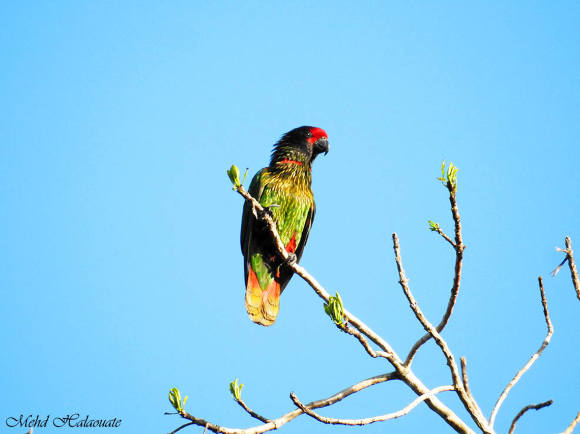 Yellow-streaked Lory  Birdingindonesia,Chalcopsitta scintillata,Geotagged,Indonesia,Mehd Halaouate,Wasur NP,Winter,Yellow-streaked lory