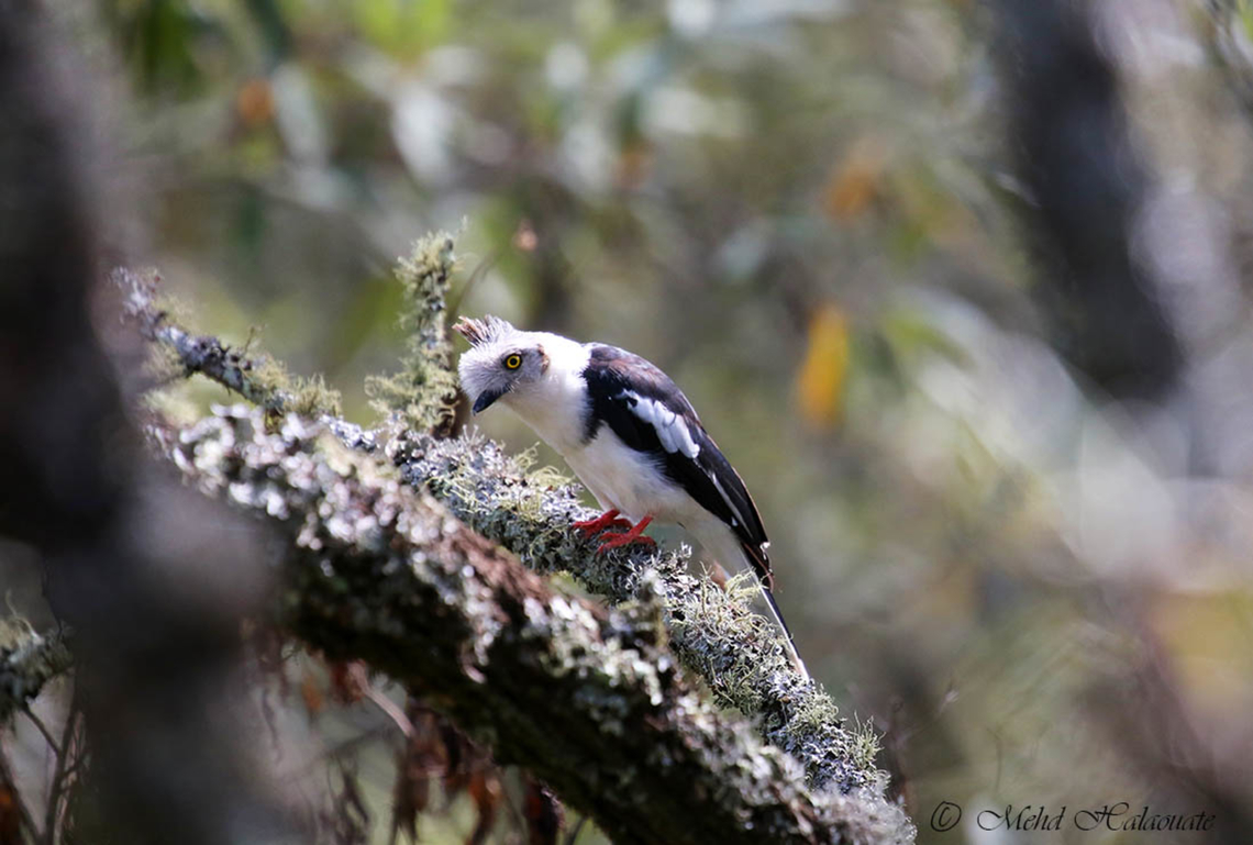 Grey-crested Helmetshrike (Prionops poliolophus)  Geotagged,Grey-crested helmetshrike,Kenya,Mehd Halaouate,Prionops poliolophus