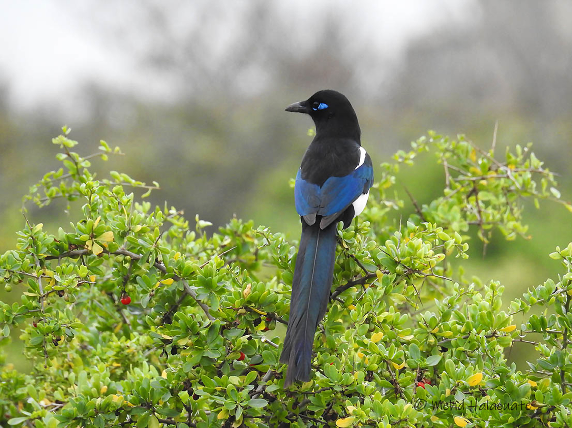 Moroccan or Maghreb Magpie (Pica mauritanica)  Geotagged,Maghreb magpie,Mehd Halaouate,Morocco,Sale,Sidi Mousa