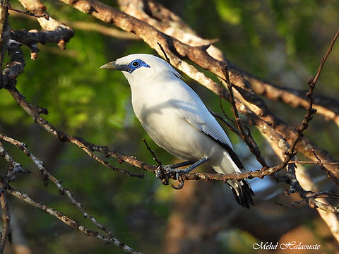 Bali Starling or Bali Myna I worked with the conservation of this species in Bali island when it was under heavy pressure from illegal trade. At one time in history there was only one bird left in the wild. Efforts from many organisations, the Indonesian Government, many NGOs and local passionate people were successful in bringing the wild population back from the brink of extinction. Now they can be easily seen flying free in Bali Barat National Park. Bali myna,Birdingindonesia,Geotagged,Indonesia,Leucopsar rothschildi,Mehd Halaouate