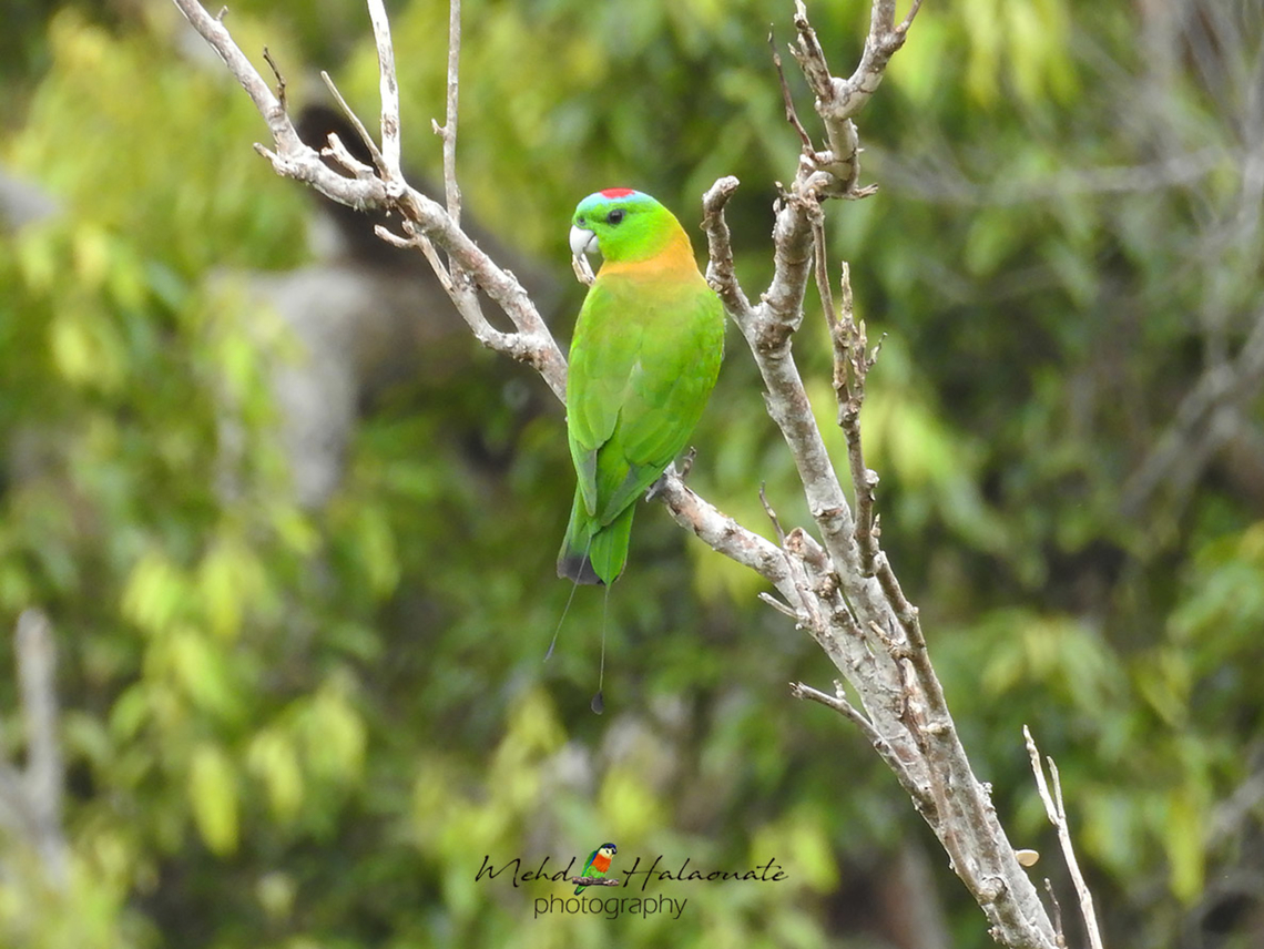 Golden-mantled Racquet-tailed Parrot            Birdingindonesia,Geotagged,Golden-mantled racket-tail,Indonesia,Mehd Halaouate,Prioniturus platurus,Sulawesi,Tangkoko