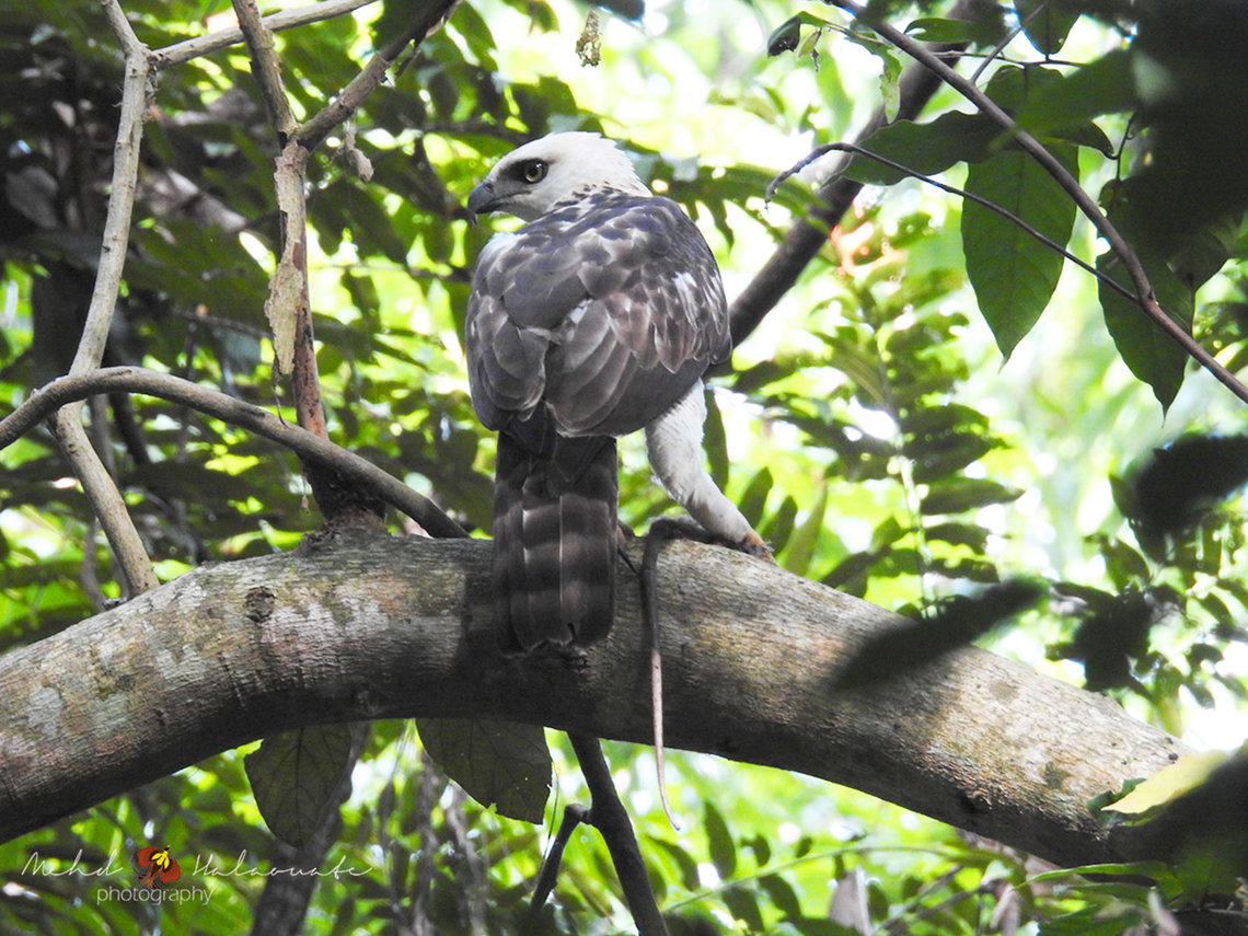 Sulawesi Hawk-Eagle (Nisaetus lanceolatus) Sulawesi Hawk-eagle feeding on a marsupial.  Birdinindonesia,Geotagged,Indonesia,Mehd Halaouate,Nisaetus lanceolatus,Sulawesi hawk-eagle,Tangkoko National Park