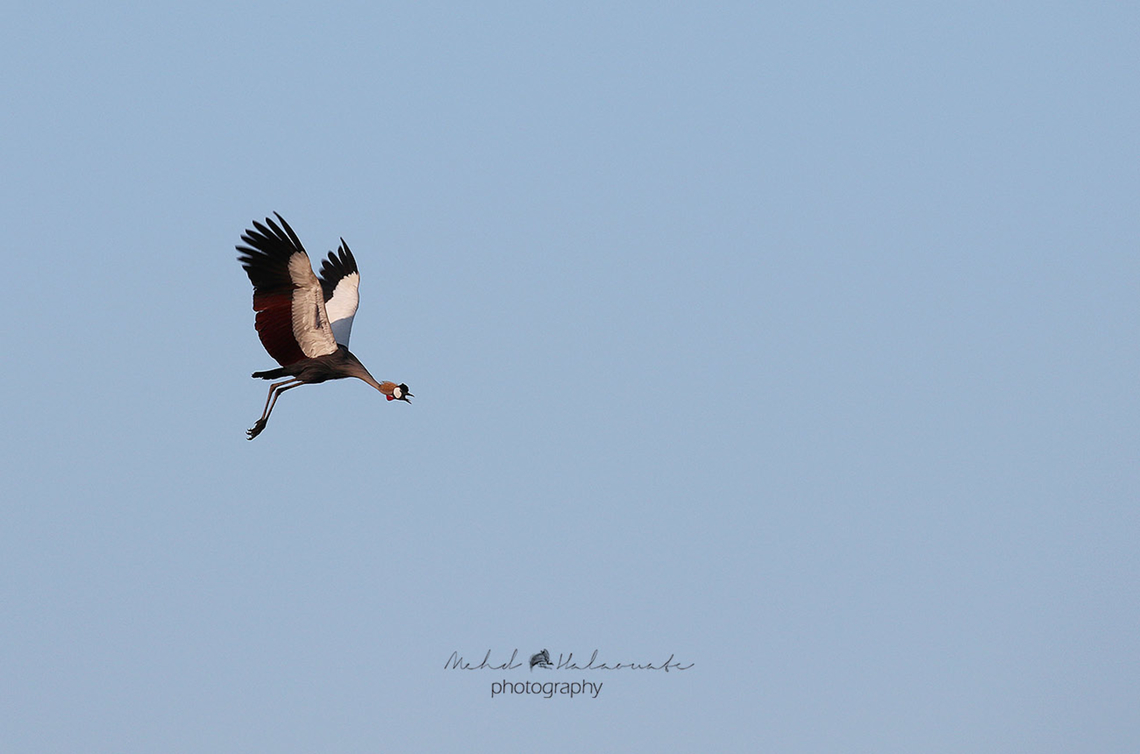 Grey Crowned Crane (Balearica regulorum gibbericeps)  Africa,Balearica regulorum,Geotagged,Grey crowned crane,Kenya,Mehd Halaouate,Summer