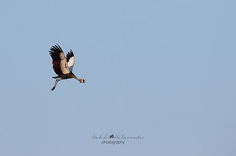 Grey Crowned Crane (Balearica regulorum gibbericeps)  Africa,Balearica regulorum,Geotagged,Grey crowned crane,Kenya,Mehd Halaouate,Summer