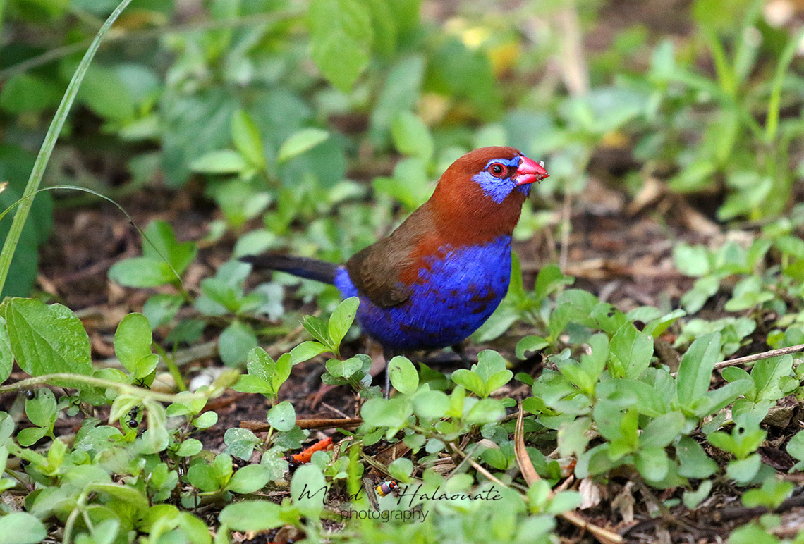 Purple Grenadier (Uraegitnhus ianthinogaster) This is the male bird of the species. Geotagged,Granatina ianthinogaster,Kenya,Mehd Halaouate,Purple grenadier,Summer