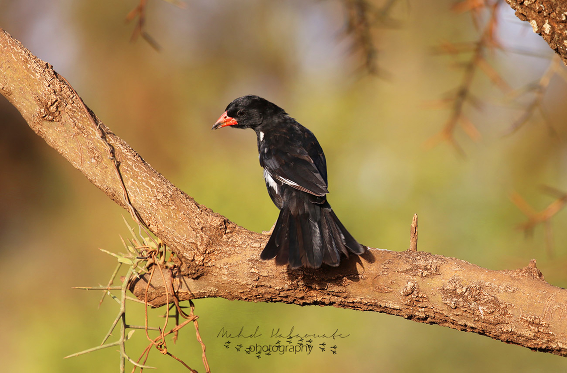 Red-billed Buffalo Weaver (Bubalornis niger intermedius)  Bubalornis niger,Geotagged,Kenya,Mehd Halaouate,Red-billed Buffalo Weaver,Summer,amboseli