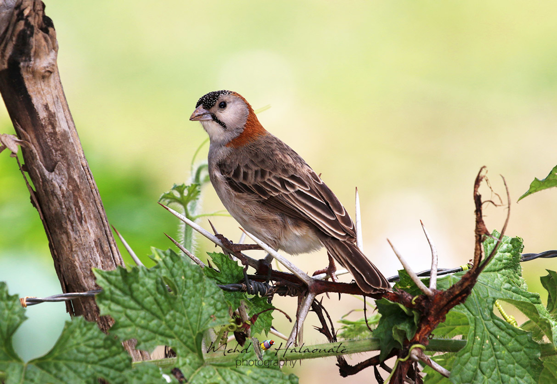 Speckle-fronted Weaver (Sporopipes frontalis)  Geotagged,Kenya,Masai Mmara,Mehd Halaouate,Speckle-fronted weaver,Sporopipes frontalis