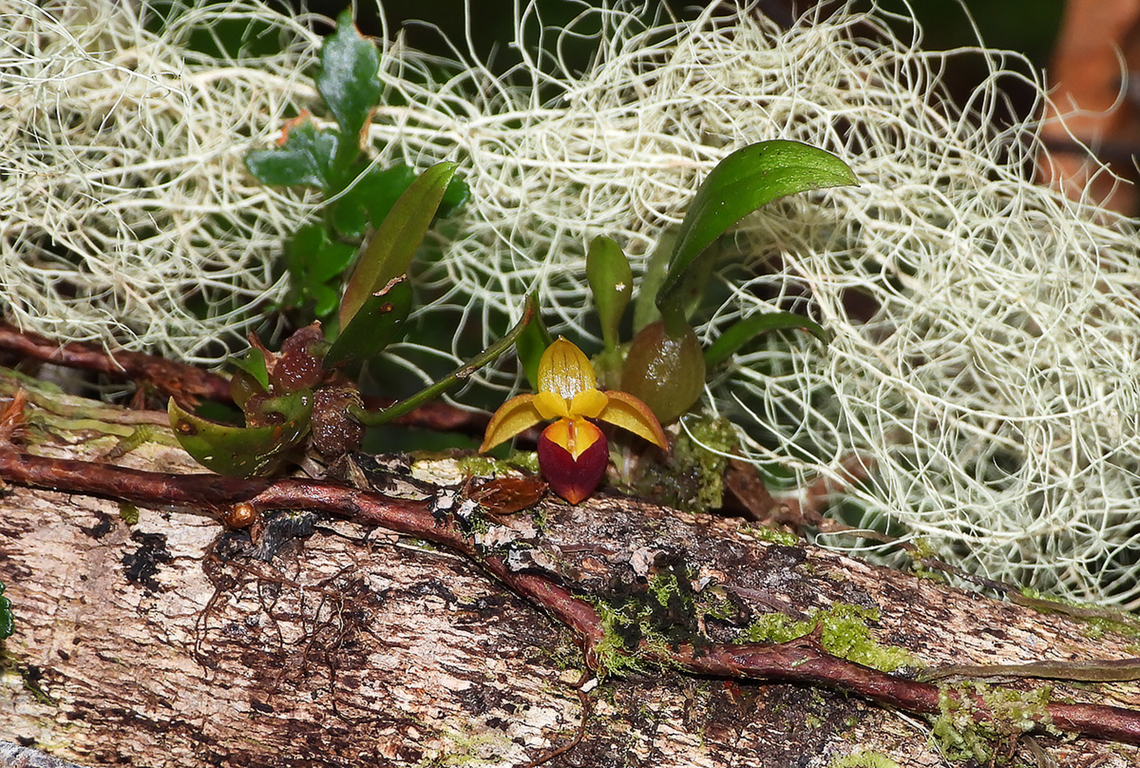 Bulbophyllum takeuchii This tiny orchid is an uncommon species in its distribution. It is easily overlooked due to its size. Arfak,Bulbophyllum takeuchi,Bulbophyllum takeuchii,Geotagged,Indonesia,Mehd Halaouate,Spring,orchid