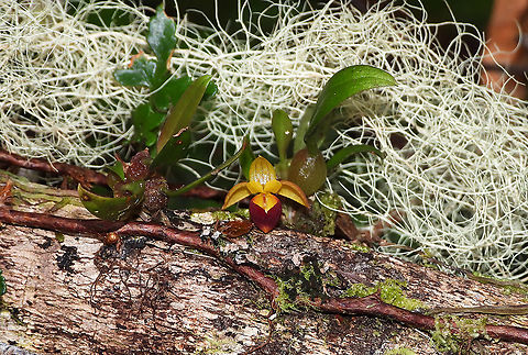 Bulbophyllum takeuchii
