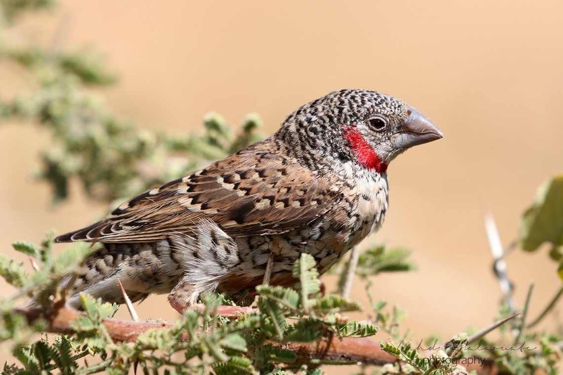 Cut-throat Finch (Amadina fasciata)  Amadina fasciata,Cut-throat finch,Ethiopia,Geotagged,Mehd Halaouate,Winter