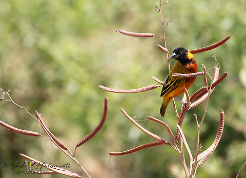 Black-headed Weaver (Ploceus melanocephalus)  Black-headed Weaver,Geotagged,Mehd Halaouate,Ploceus melanocephalus,Uganda,Winter