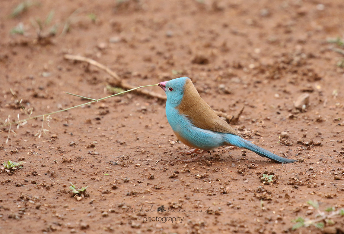 Blue-capped Cordon-Bleu (Uraeginthus cyanocephalus)  Blue-capped cordon-bleu,Geotagged,Kenya,Mehd Halaouate,Uraeginthus cyanocephalus,Winter,amboseli