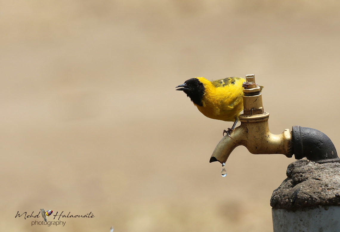 Little Weaver (Ploceus luteolus)  Entebbe Botanical Gardens,Geotagged,Little weaver,Mehd Halaouate,Ploceus luteolus,Uganda,Winter