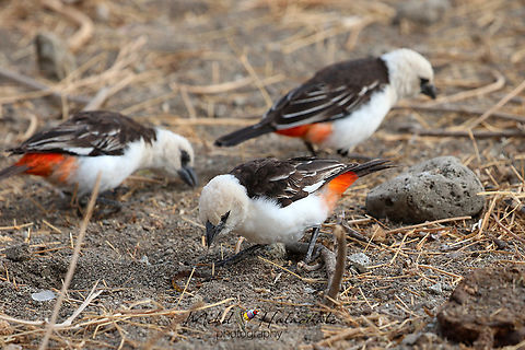 White-headed Buffalo Weaver (Dinemellia dinemelli)  Dinemellia dinemelli,Ethiopia,Geotagged,Lake Langano,Mehd Halaouate,White-headed buffalo weaver
