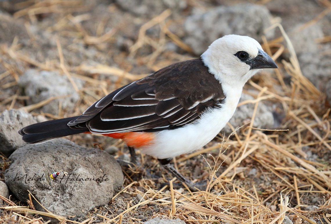 White-headed Buffalo-Weaver (Dinemellia dinemelli)  Dinemellia dinemelli,Ethiopia,Geotagged,Lake Langano,Mehd Halaouate,White-headed buffalo weaver,Winter