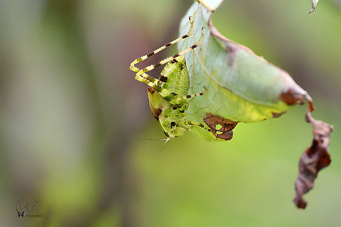 Leaf Katydids - Subfamily Phaneropterinae An interesting insect that I haven&acute;t yet found the right ID. There is still plenty to discover in New Guinea. Birdingindonesia,Geotagged,Indonesia,Leaf Katydids,Mehd Halaouate,Phaneropterinae,Spring