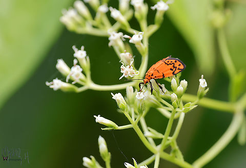Trichocerosia variabilis A tiny beautiful and uncommon day-active moth from New Guinea. Geotagged,Indonesia,Mehd Halaouate,New Guinea,Spring,Trichocerosia variabilis,day active moth