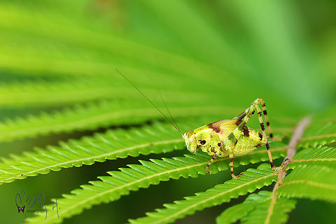 Leaf Katydids - Subfamily Phaneropterinae  Birdingindonesia,Geotagged,Indonesia,Leaf Katydids,Mehd Halaouate,Phaneropterinae,Spring