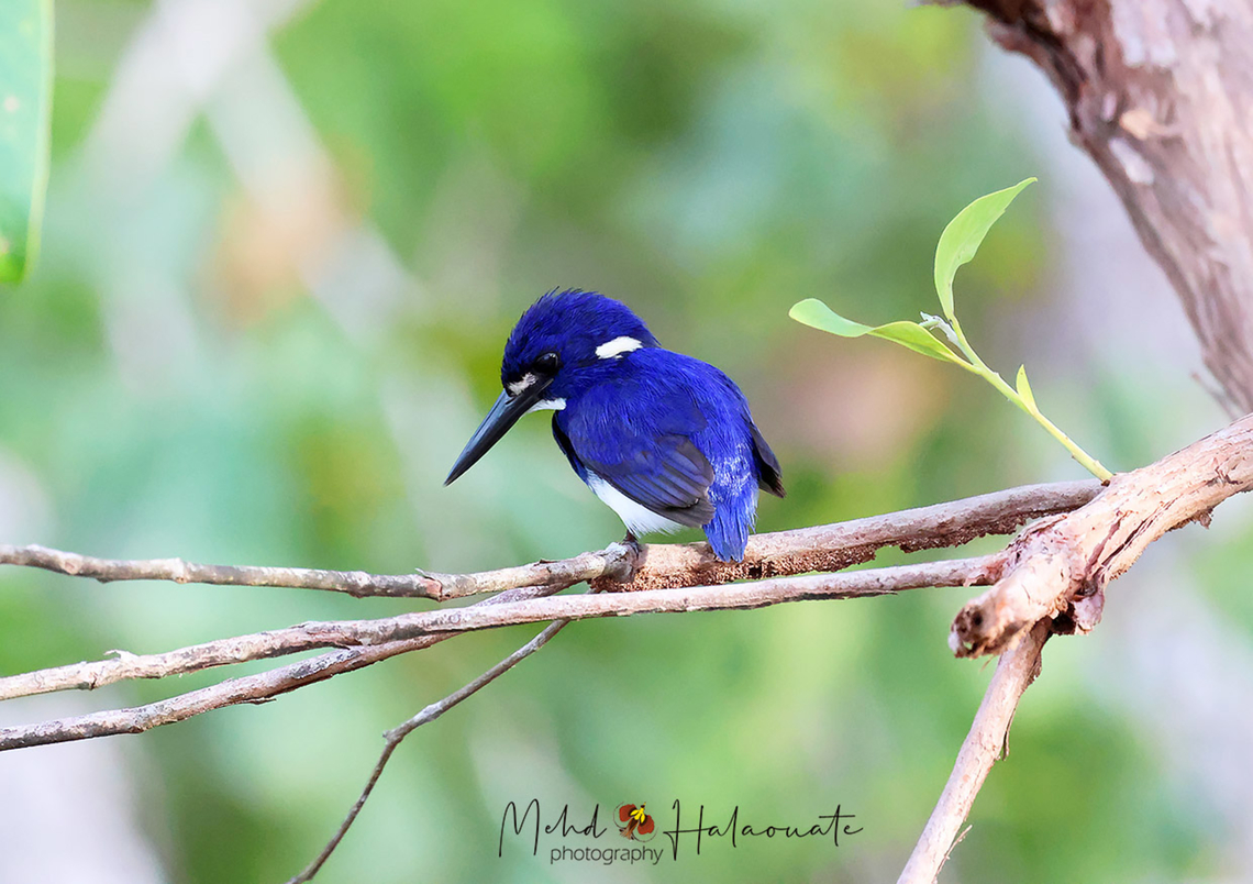 Little kingfisher (Ceyx pusillus)  Birdingindonesia,Ceyx pusillus,Fall,Geotagged,Indonesia,Little kingfisher,Mehd Halaouate,Wasur NP