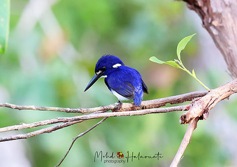 Little kingfisher (Ceyx pusillus)  Birdingindonesia,Ceyx pusillus,Fall,Geotagged,Indonesia,Little kingfisher,Mehd Halaouate,Wasur NP