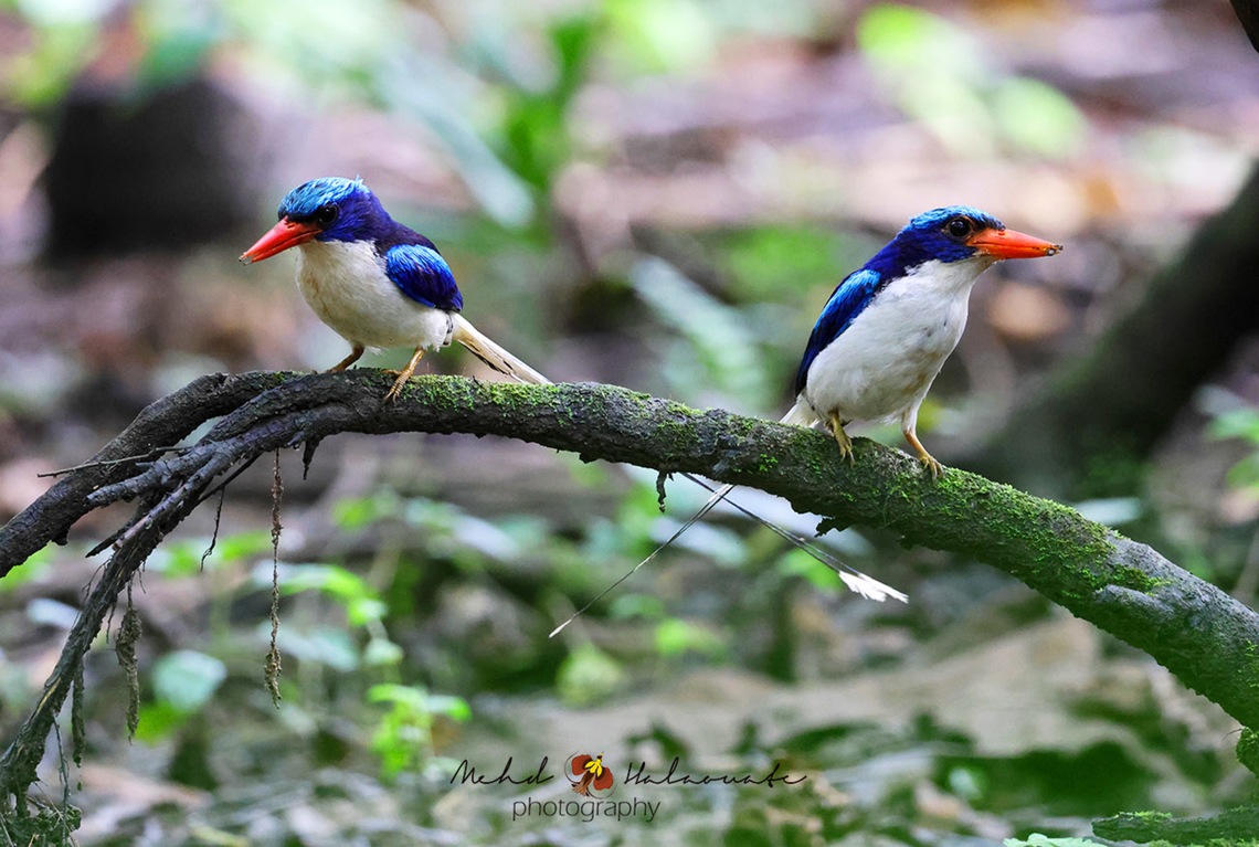 Common Paradise Kingfisher This is a pair of these beautiful kingfishers. It has become easier to photograph these as we have assisted the locals in building hides so we don&acute;t disturb the birds and get our pics. Birdingindonesia,Fall,Geotagged,Indonesia,Mehd Halaouate,Spring,Tanysiptera galatea,common paradise kingfisher