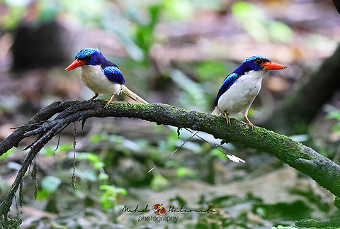 Common Paradise Kingfisher This is a pair of these beautiful kingfishers. It has become easier to photograph these as we have assisted the locals in building hides so we don&acute;t disturb the birds and get our pics. Birdingindonesia,Fall,Geotagged,Indonesia,Mehd Halaouate,Spring,Tanysiptera galatea,common paradise kingfisher