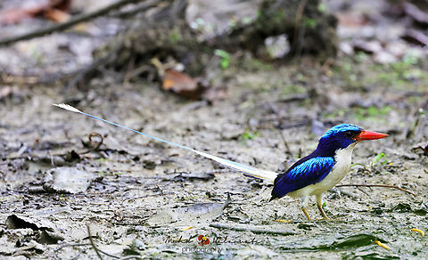 Common_Paradise_Kingfisher_3  Fall,Geotagged,Indonesia,Tanysiptera galatea,common paradise kingfisher