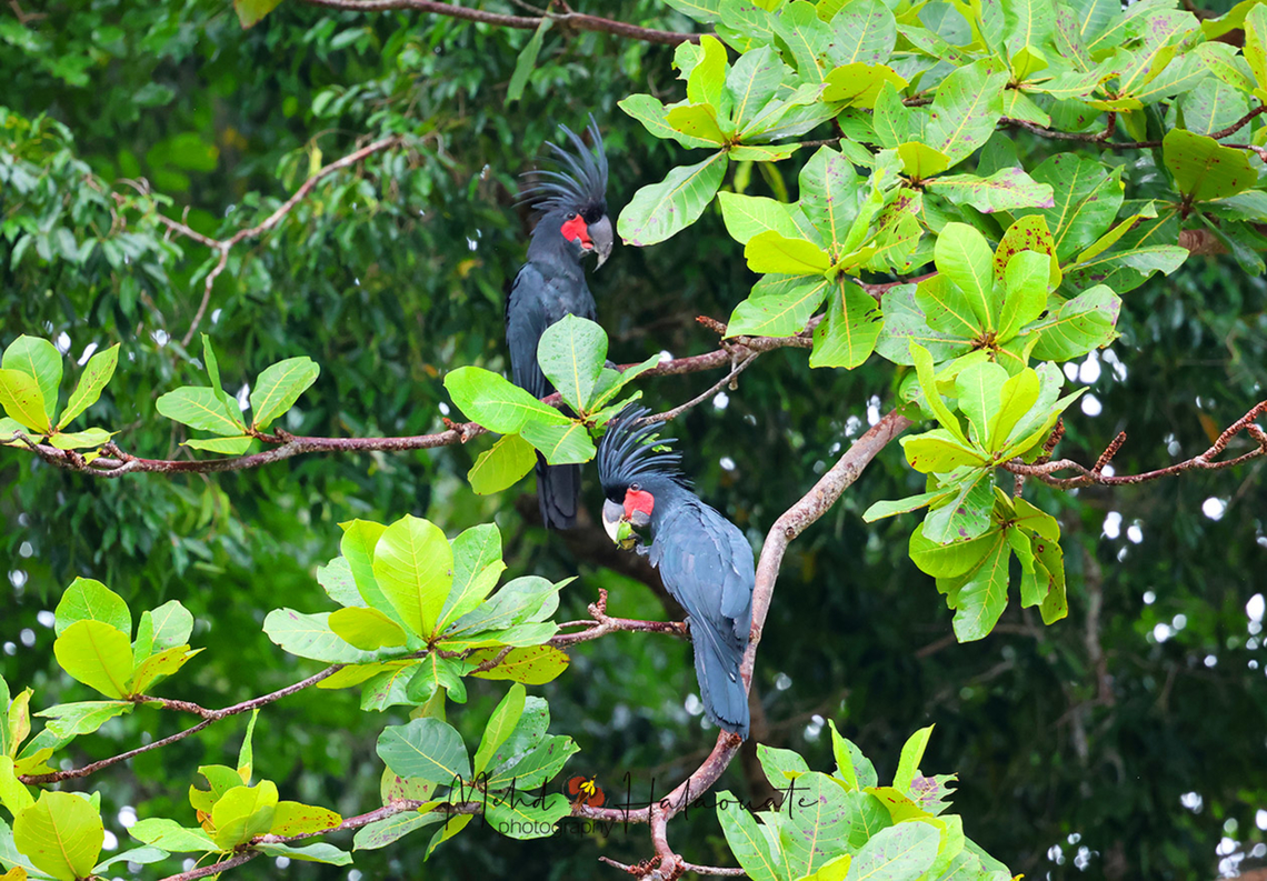 Goliath´s Palm Cockatoos This is the biggest of the Palm cockatoo subspecies thus the name Goliath&acute;s Palm Cockatoo.<br />
Here a juvenile bird on the front learning to feed itself under the watchful eye of one of the parent. Birdingindonesia,Geotagged,Goliath´s Palm Cockatoo,Mehd Halaouate,Palm Cockatoo,Probosciger aterrimus,Spring