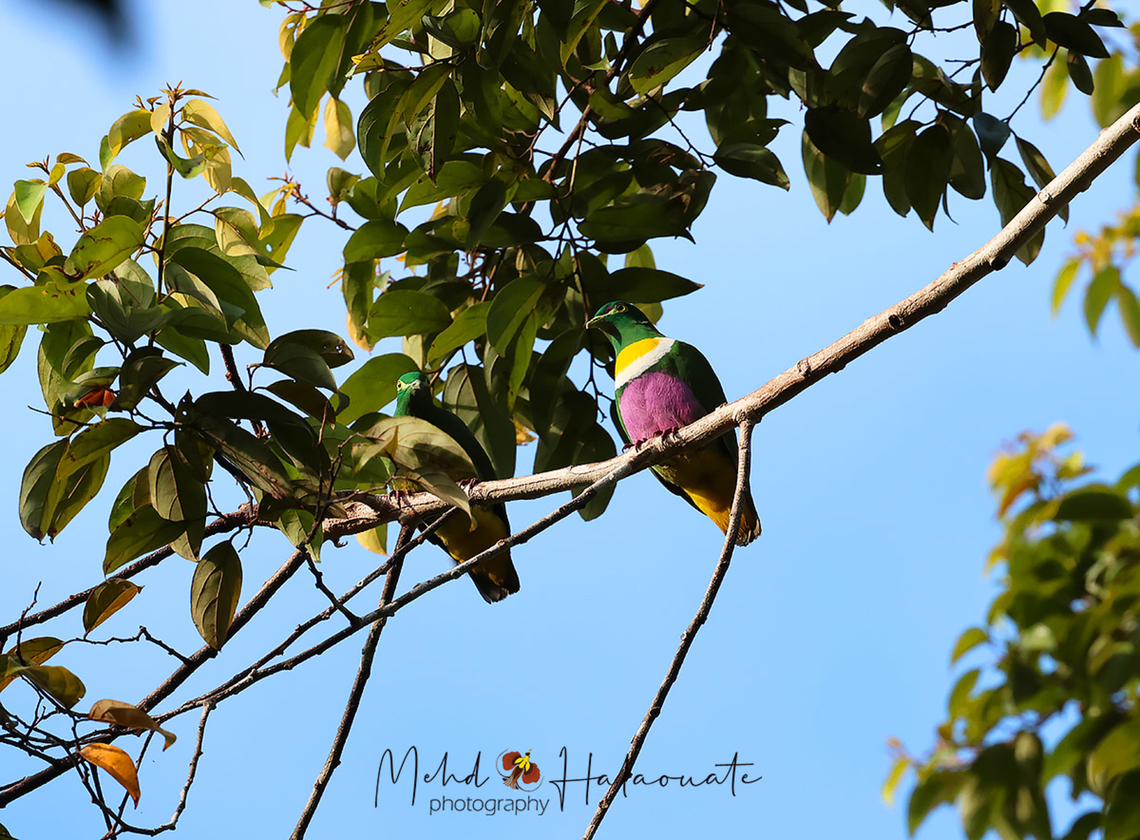 Geelvink Fruit Dove One of the most beautiful fruit dove species on the planet. Here we have a pair with the male being more colorful than the female. The female does not need these bright colours as it will be sitting on eggs on the nest in the open. It has to blend in to avoid threats from raptors and such. Biak island,Birdingindonesia,Fall,Geelvink fruit dove,Geotagged,Indonesia,Mehd Halaouate,Ptilinopus speciosus