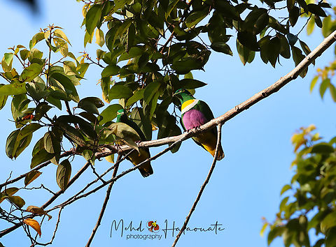 Geelvink Fruit Dove One of the most beautiful fruit dove species on the planet. Here we have a pair with the male being more colorful than the female. The female does not need these bright colours as it will be sitting on eggs on the nest in the open. It has to blend in to avoid threats from raptors and such. Biak island,Birdingindonesia,Fall,Geelvink fruit dove,Geotagged,Indonesia,Mehd Halaouate,Ptilinopus speciosus