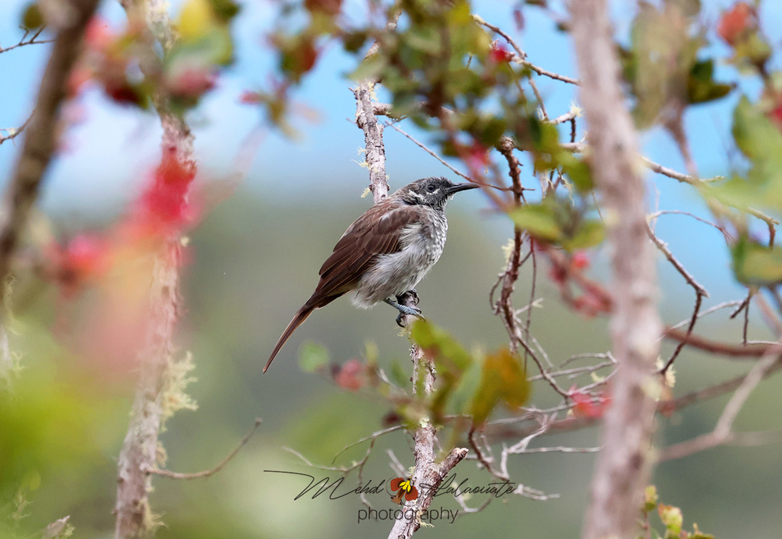 Marbled Honeyeater Pycnopygius cinereus An uncommon species in the Papuan Highlands, New Guinea- Birdingindonesia,Fall,Geotagged,Indonesia,Marbled honeyeater,Mehd Halaouate,Pycnopygius cinereus