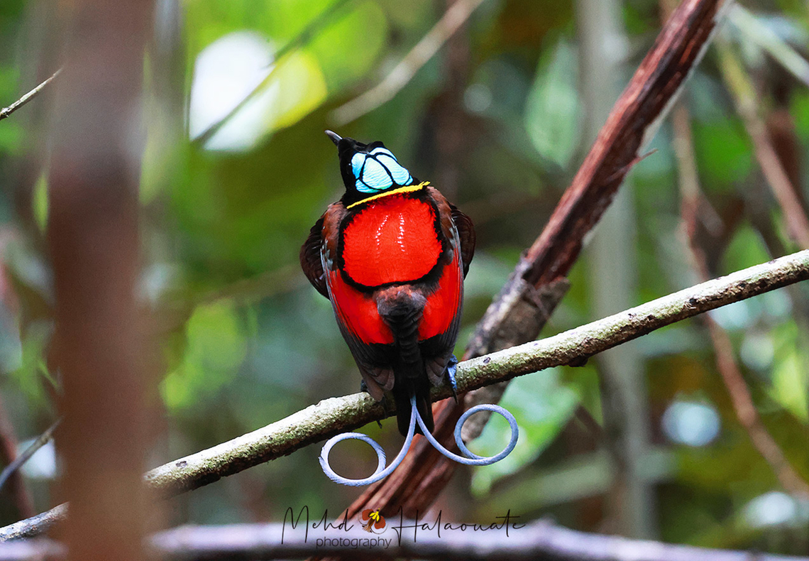 Wilson´s bird of paradise Cicinnurus respublica One of the most sought after bird of paradise species. It is restricted to Waigeo and Batanta islands in Raja Ampat, Papua, Indonesia. Birdingindonesia,Cicinnurus respublica,Fall,Geotagged,Indonesia,Mehd Halaouate,Wilsons bird-of-paradise