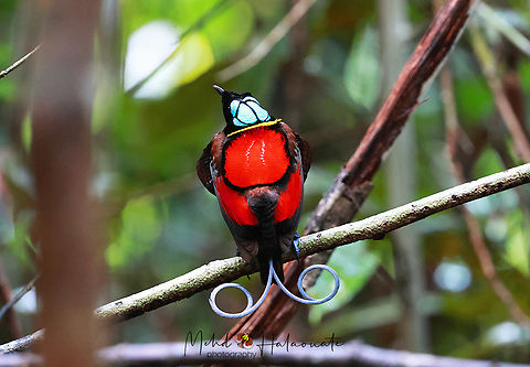 Wilson´s bird of paradise Cicinnurus respublica One of the most sought after bird of paradise species. It is restricted to Waigeo and Batanta islands in Raja Ampat, Papua, Indonesia. Birdingindonesia,Cicinnurus respublica,Fall,Geotagged,Indonesia,Mehd Halaouate,Wilsons bird-of-paradise