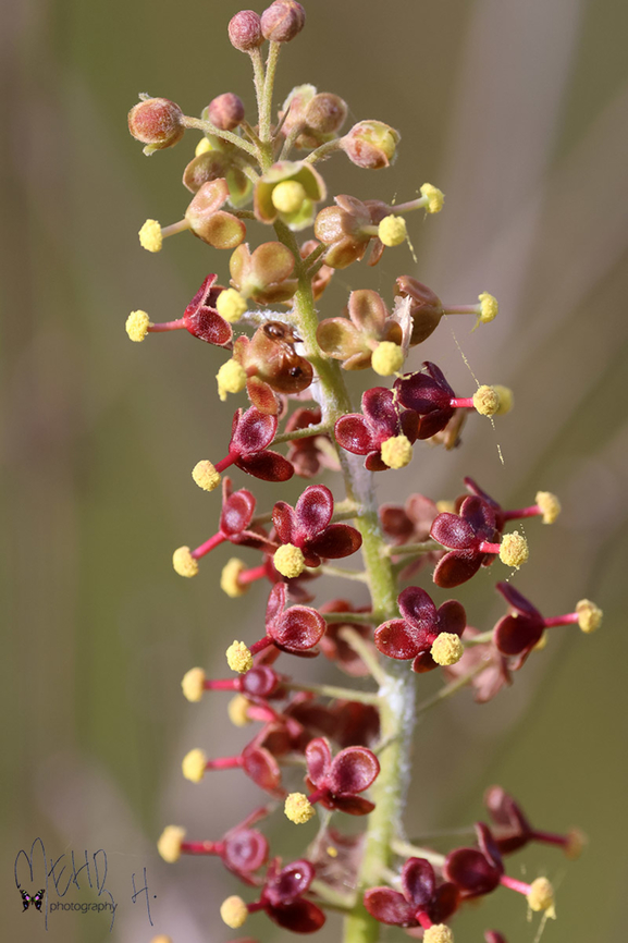 Nepenthes mirabilis This is a common pitcher plant species in South Papua. This region resembles the Australian Outback with wallabies, kookaburras and huge termite mounds. Birdingindonesia,Common Swamp Pitcher-Plant,Fall,Geotagged,Indonesia,Mehd Halaouate,Nepenthes mirabilis,Wasur NP