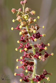 Nepenthes mirabilis This is a common pitcher plant species in South Papua. This region resembles the Australian Outback with wallabies, kookaburras and huge termite mounds. Birdingindonesia,Common Swamp Pitcher-Plant,Fall,Geotagged,Indonesia,Mehd Halaouate,Nepenthes mirabilis,Wasur NP