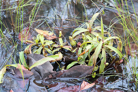 Nepenthes_mirabilis_Wasur_1  Common Swamp Pitcher-Plant,Fall,Geotagged,Indonesia,Nepenthes mirabilis