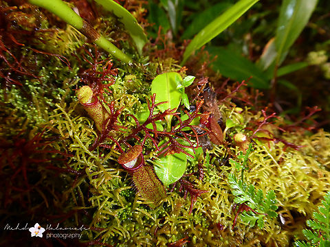 Nepenthes maxima  Baliem Valley,Birdingindonesia,Fall,Geotagged,Indonesia,Mehd Halaouate,Nepenthes maxima