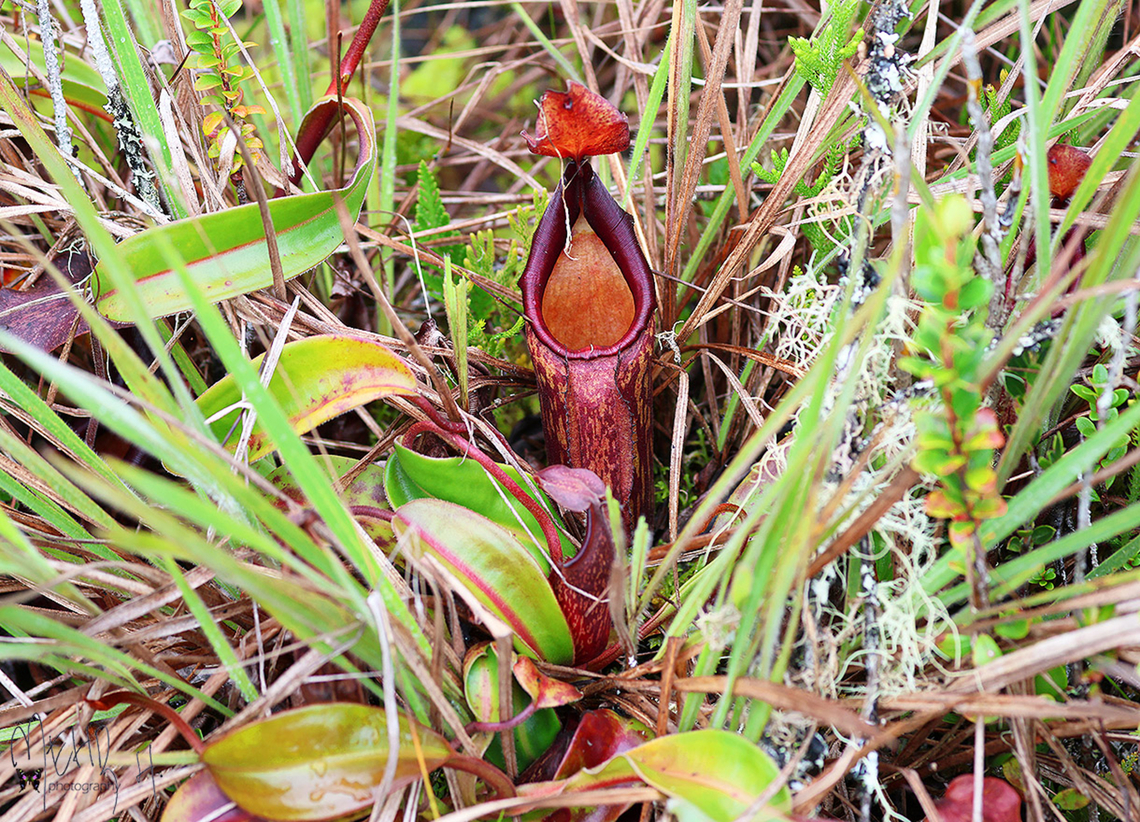 Nepenthes maxima  Birdingindonesia,Fall,Geotagged,Indonesia,Mehd Halaouate,Nepenthes maxima
