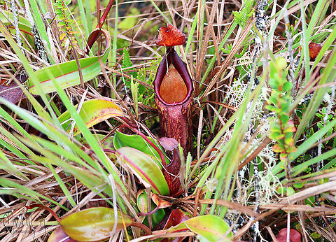 Nepenthes maxima  Birdingindonesia,Fall,Geotagged,Indonesia,Mehd Halaouate,Nepenthes maxima