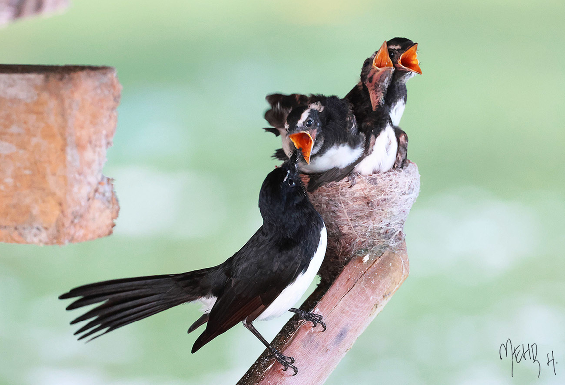 Willie Wagtail and family These Willie Wagtails built their nest between two bungalows. I guess it is a safe place from any raptors attack although this species is really tough. They will attack any birds that come close to their nest no matter the size. Even dogs are attacked. Birdingindonesia,Fall,Geotagged,Indonesia,Mehd Halaouate,Rhipidura leucophrys,Willie wagtail