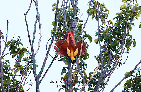 Red bird of paradise A male in full display. Birdingindonesia,Fall,Geotagged,Indonesia,Mehd Halaouate,Paradisaea rubra,Red bird-of-paradise