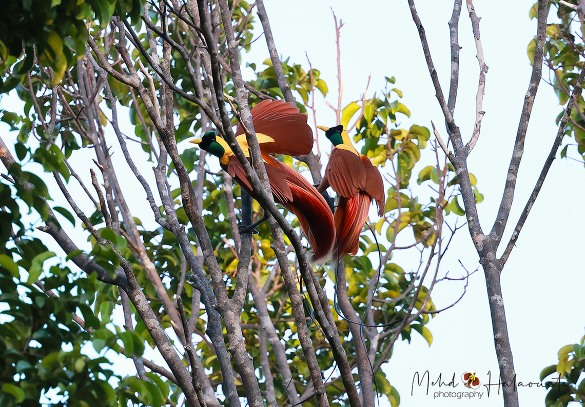 Red bird-of-paradise Two males competing in a dance to seduce the females. Birdingindonesia,Fall,Geotagged,Indonesia,Mehd Halaouate,Paradisaea rubra,Red bird-of-paradise