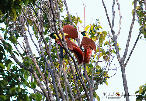 Red bird-of-paradise Two males competing in a dance to seduce the females. Birdingindonesia,Fall,Geotagged,Indonesia,Mehd Halaouate,Paradisaea rubra,Red bird-of-paradise