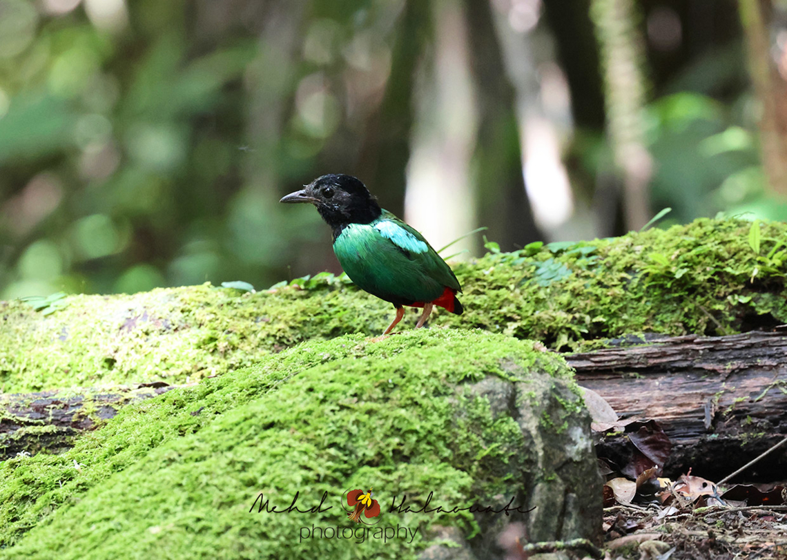 Eastern Hooded Pitta (Pitta novaeguineae) This pitta is now split from the Hooded Pitta and it is called Eastern Hooded Pitta (Pitta novaeguineae). Eastern Hooded Pitta,Eastern Hooded Pitta (Pitta novaeguineae),Fall,Geotagged,Hooded pitta,Indonesia,Mehd Halaouate,Pitta novaeguineae,Pitta sordida