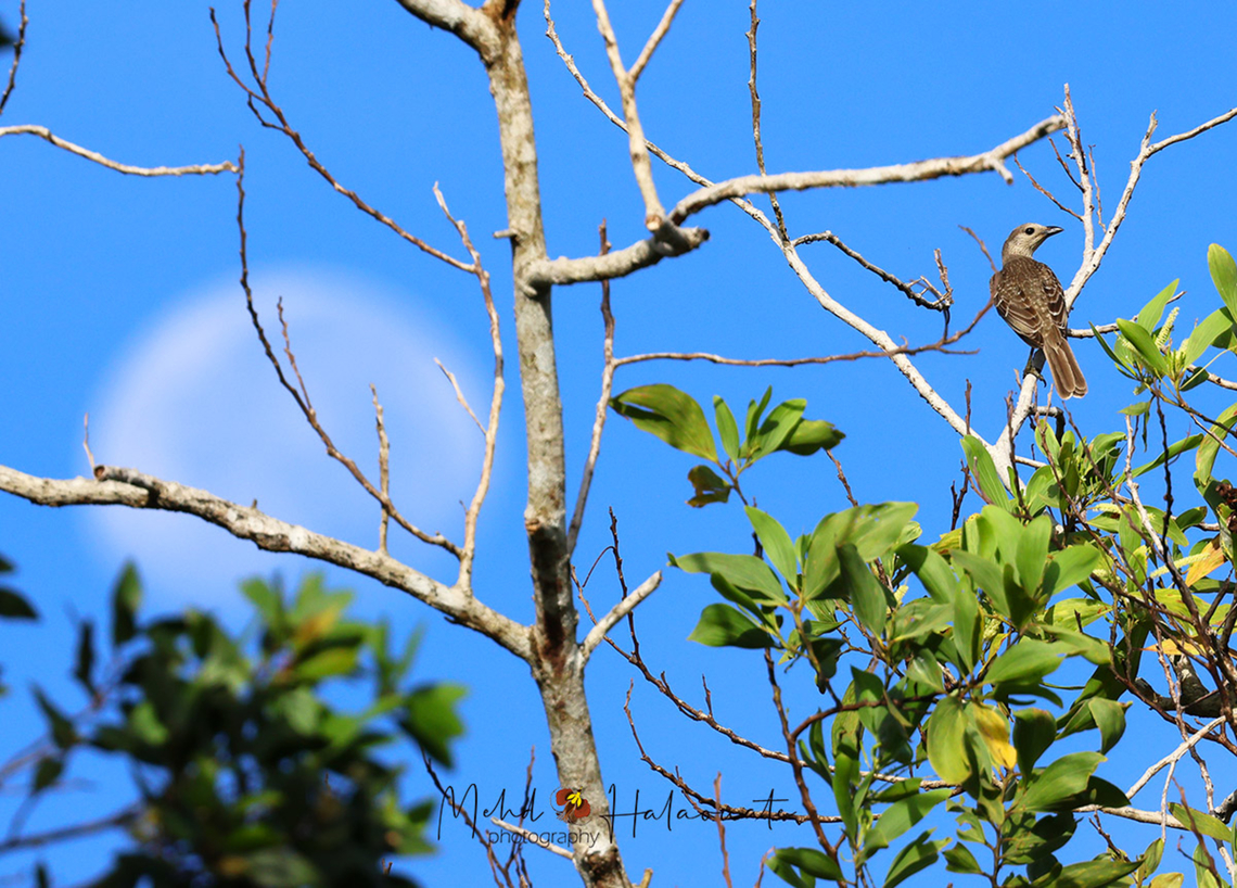Fawn-breasted Bowerbird From the Bowerbird family. This one does not have beautifully colored feathers and does not build extremely flamboyant bowers like its cousin the Vogelkop Bowerbird but he has a great song and some crazy complicated dance moves to compensate for what it lacks. Birdingindonesia,Chlamydera cerviniventris,Fall,Fawn-breasted bowerbird,Geotagged,Indonesia,Mehd Halaouate
