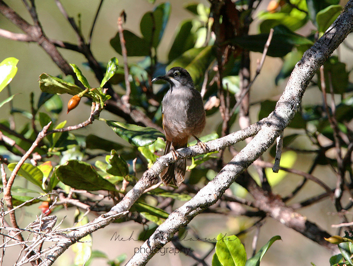Belfords_Melidectes_Baliem  Belfords melidectes,Melidectes belfordi