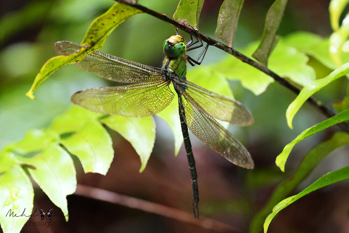 Gynacantha basiguttata, male  Birdingindonesia,Fall,Geotagged,Gynacantha basiguttata,Indonesia,Mehd Halaouate,Spoon-tailed Duskhawker,biak,dragonfly