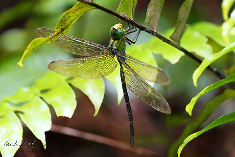 Spoon-tailed Duskhawker