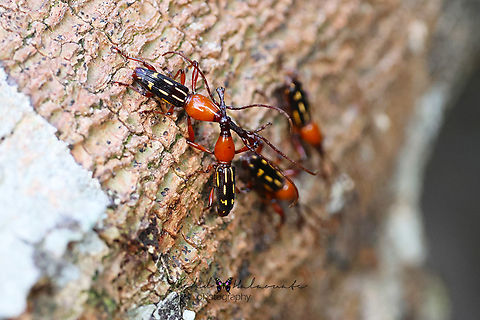 Ectocemus decemmaculatus  Birdingindonesia,Ectocemus decemmaculatus,Fall,Geotagged,Indonesia,Mehd Halaouate